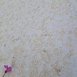 Kimmeridge-Fossil-Porcelain-Paving-Wavy-Edge